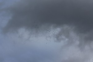 IMG_3514