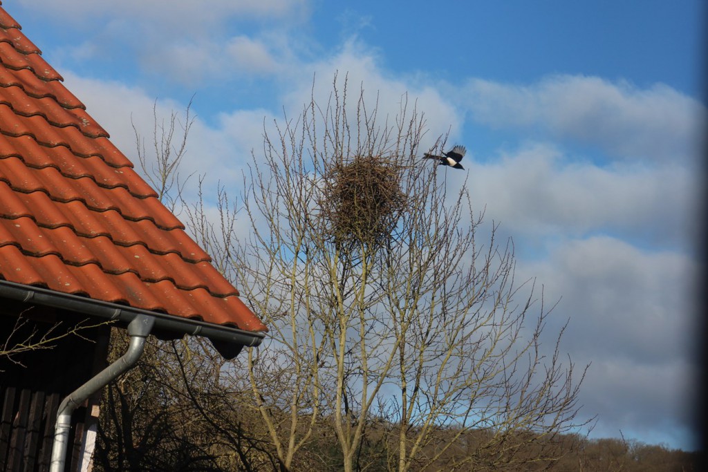 Elstennest im Bau