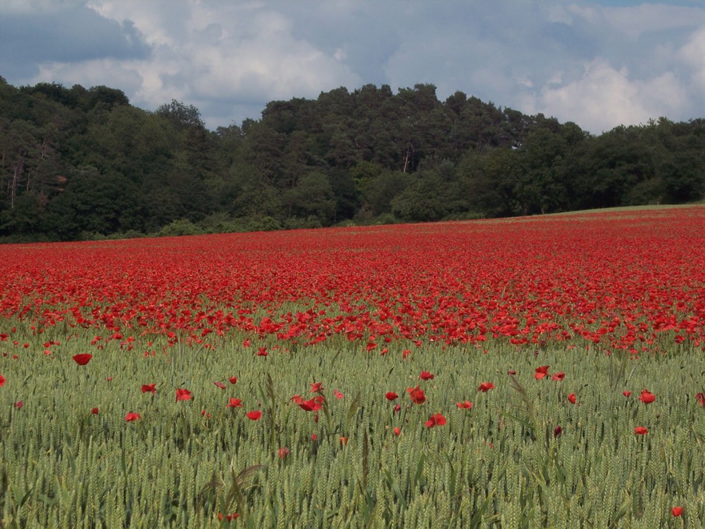 Weizenfeld voller Mohnblüten bei Wittlich