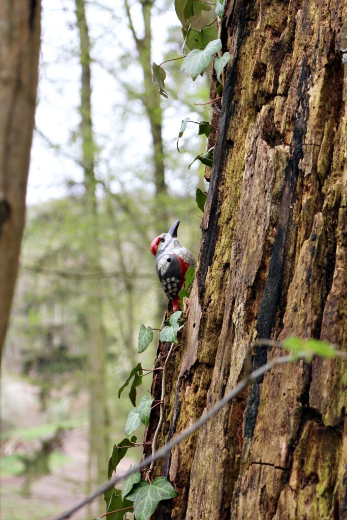 Péckvillchen Specht 2019